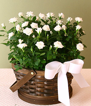  Ankara online çiçekçi , çiçek siparişi  Sepette 12 Adet Beyaz Gül