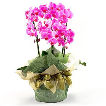  Ankara hediye iek yolla  2 dal orkide , 2 kkl orkide - saksi iegidir