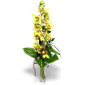  Ankara iek yolla  1 dal orkide iegi - cam vazo ierisinde -
