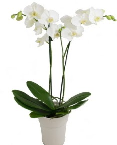 2 dall beyaz orkide  Ankara uluslararas iek gnderme 