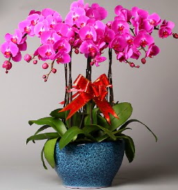 7 dall mor orkide  Ankara iek online iek siparii 