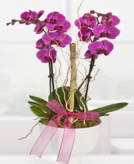 2 dall nmor orkide  Ankara anneler gn iek yolla 