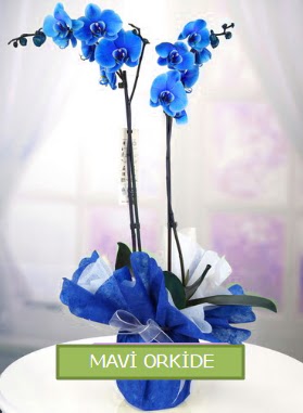 2 dallı mavi orkide  Ankara çiçekçiler 