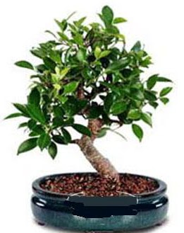 5 yanda japon aac bonsai bitkisi  Ankara anneler gn iek yolla 