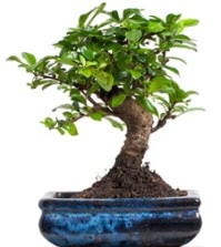 5 yanda japon aac bonsai bitkisi  Ankara iek sat 