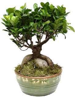 Japon aac bonsai saks bitkisi  Ankara hediye iek yolla 