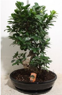 75 CM Ginseng bonsai Japon aac  Ankara nternetten iek siparii 