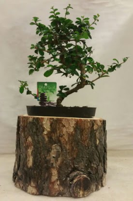 Doal ktk iinde bonsai japon aac  Ankara hediye iek yolla 