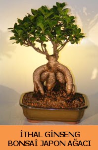 thal japon aac ginseng bonsai sat  Ankara hediye iek yolla 