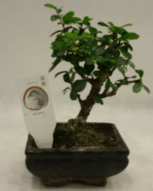 Kk minyatr bonsai japon aac  Ankara iek gnderme 
