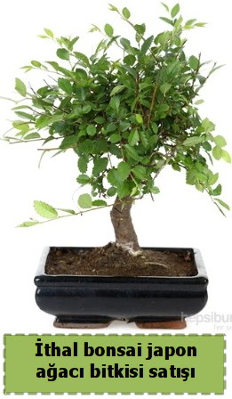 thal bonsai saks iei Japon aac sat  Ankara hediye iek yolla 