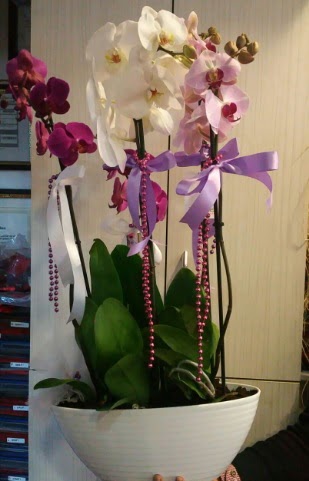 Mor ve beyaz ve pembe 6 dall orkide  Ankara ucuz iek gnder 