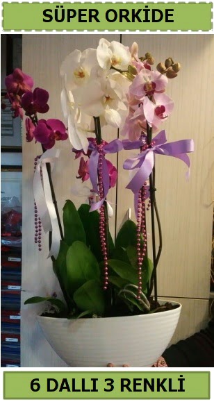 6 dallı 3 renk özel vazoda orkide çiçeği  Ankara çiçek satışı 
