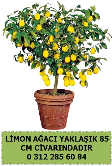 Limon aac bitkisi  Ankara iek sat 