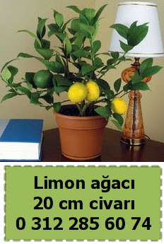 Limon aac bitkisi  Ankara ieki telefonlar 