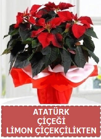 Atatrk iei saks bitkisi  Ankara iek sat 
