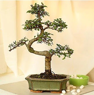 Shape S bonsai  Ankara hediye iek yolla 