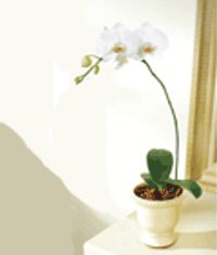  Ankara iek gnderme  Saksida kaliteli bir orkide