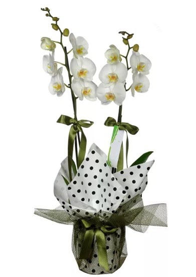 ift Dall Beyaz Orkide  Ankara 14 ubat sevgililer gn iek 