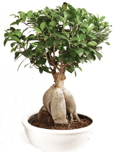 Ginseng bonsai japon aac ficus ginseng  Ankara hediye iek yolla 