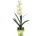 Özel Yapay Orkide Beyaz   Ankara online çiçekçi , çiçek siparişi 