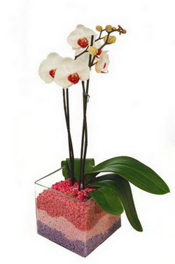  Ankara uluslararası çiçek gönderme  tek dal cam yada mika vazo içerisinde orkide