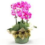  Ankara hediye çiçek yolla  2 dal orkide , 2 köklü orkide - saksi çiçegidir