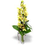  Ankara hediye çiçek yolla  cam vazo içerisinde tek dal canli orkide
