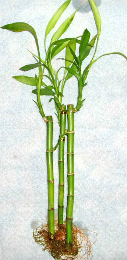 Lucky Bamboo 3 adet vazo hediye edilir   Ankara cicek , cicekci 