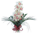  Ankara iek siparii sitesi  Dal orkide ithal iyi kalite