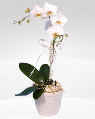 1 dallı orkide saksı çiçeği  Ankara online çiçekçi , çiçek siparişi 