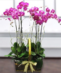 4 dallı mor orkide  Ankara güvenli kaliteli hızlı çiçek 