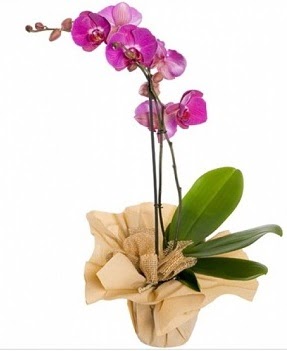 Tek dal mor orkide  Ankara iek gnderme sitemiz gvenlidir 
