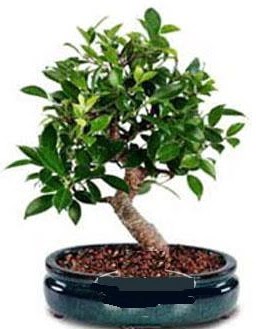 5 yanda japon aac bonsai bitkisi  Ankara anneler gn iek yolla 