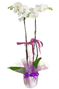 2 dall beyaz orkide sat  Ankara iek sat 