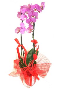 2 dall mor orkide bitkisi  Ankara iek sat 