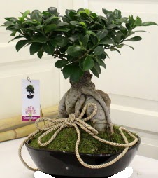 Japon ağacı bonsai satışı  Ankara çiçek servisi , çiçekçi adresleri 