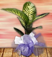 Orta boy Tropik saks bitkisi orta boy 65 cm  Ankara iek servisi , ieki adresleri 