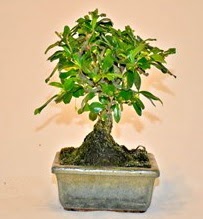 Zelco bonsai saksı bitkisi  Ankara çiçek servisi , çiçekçi adresleri 