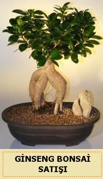 thal Ginseng bonsai sat japon aac  Ankara iek siparii sitesi 