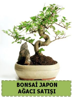 Bonsai japon  aac sat Minyatr thal  Ankara internetten iek siparii 