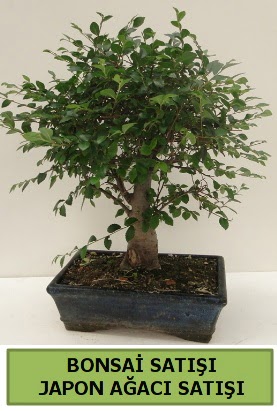 Minyatr bonsai japon aac sat  Ankara iek gnderme sitemiz gvenlidir 
