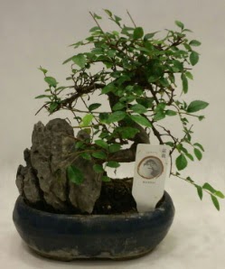 İthal 1.ci kalite bonsai japon ağacı  Ankara çiçek satışı 