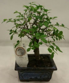Minyatr ithal japon aac bonsai bitkisi  Ankara iek sat 