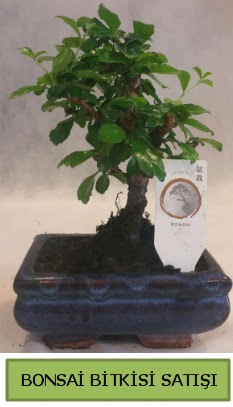 Bonsai ithal görsel minyatür japon ağacı  Ankara ucuz çiçek gönder 