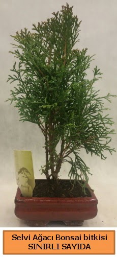 Selvi ağacı bonsai japon ağacı bitkisi  Ankara çiçek satışı 