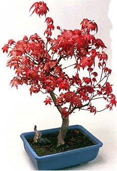 Amerikan akaaa bonsai bitkisi  Ankara iek yolla 