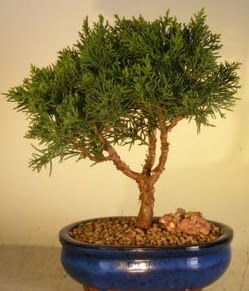 Servi am bonsai japon aac bitkisi  Ankara iek yolla 