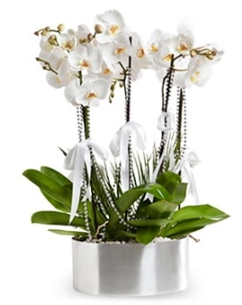 Beş dallı metal saksıda beyaz orkide  Ankara çiçek yolla 