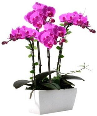 Seramik vazo ierisinde 4 dall mor orkide  Ankara iek sat 